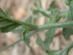 Heliotropium steudneri