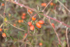 Rosa corymbifera