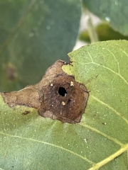 Phylloxera notabilis