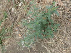 Heliotropium steudneri