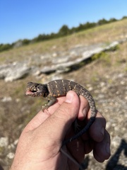 Crotaphytus collaris