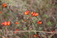 Rosa corymbifera