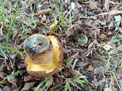 Cyanoboletus pulverulentus