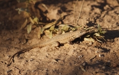 Uta stansburiana elegans