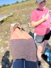 Crotaphytus collaris