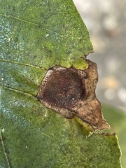 Phylloxera notabilis