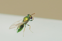 Mesopolobus