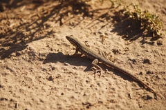 Uta stansburiana elegans
