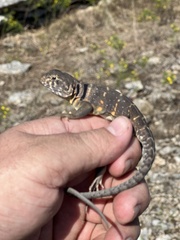 Crotaphytus collaris