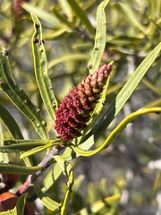 Colliguaja integerrima