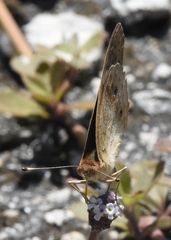 Junonia coenia