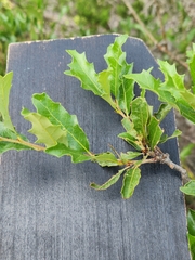 Quercus vaseyana