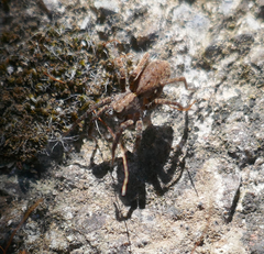 Alopecosa albofasciata