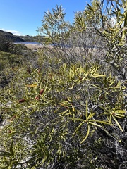 Colliguaja integerrima