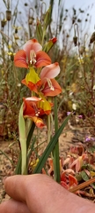 Gladiolus alatus