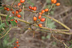 Rosa corymbifera