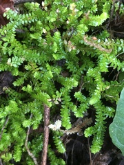 Selaginella helvetica