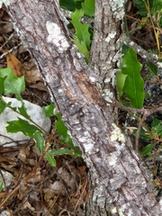 Quercus vaseyana