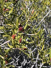 Colliguaja integerrima