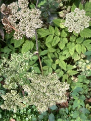 Angelica triquinata