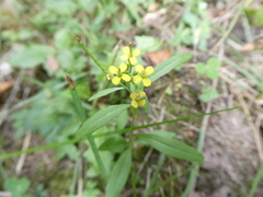 Erysimum cheiranthoides