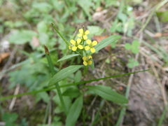 Erysimum cheiranthoides
