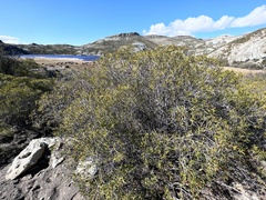 Colliguaja integerrima