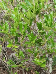 Quercus vaseyana