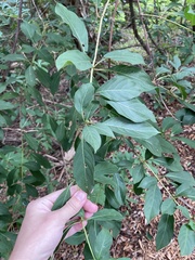 Hamelia patens glabra