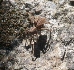 Alopecosa albofasciata