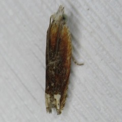 Eucosma raracana
