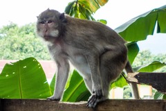 Macaca fascicularis