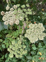 Angelica triquinata