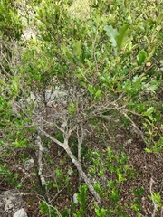 Quercus vaseyana