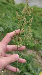 Rumex thyrsiflorus