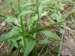 Erysimum cheiranthoides
