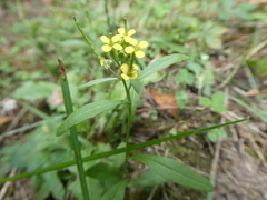 Erysimum cheiranthoides