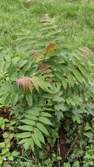 Ailanthus altissima
