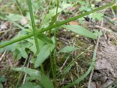 Erysimum cheiranthoides