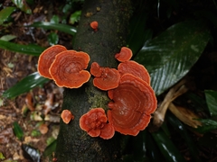 Trametes sanguinea