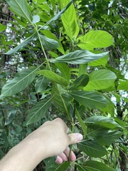 Hamelia patens glabra