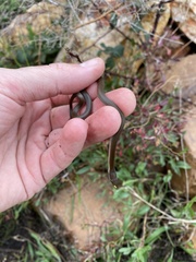 Lycodonomorphus rufulus