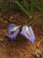 Clitoria guianensis