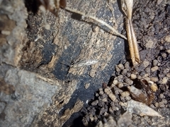 Archaeognatha