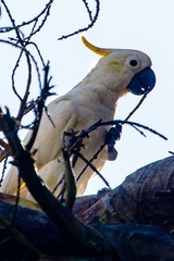 Cacatua sulphurea