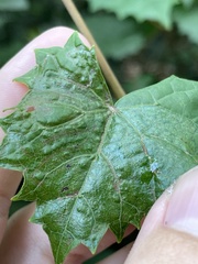 Phyllocnistis vitegenella