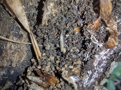 Archaeognatha