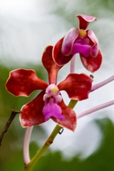Vanda