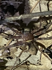 Heteropoda venatoria