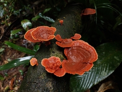 Trametes sanguinea